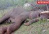 Male Elephant Found Dead in Chennampatti Forest