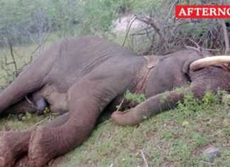 Male Elephant Found Dead in Chennampatti Forest